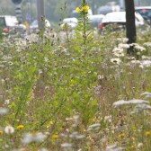 bloemen